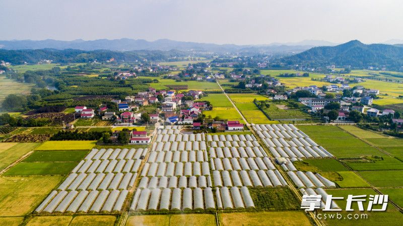 瀏陽市官橋鎮(zhèn)成片的苗木扮靚了美麗鄉(xiāng)村，在扶貧隊(duì)幫助下,，苗木種植打開了市場,，給村民帶來了實(shí)際的效益。