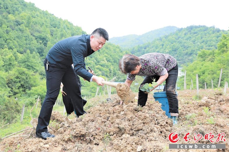 看著村民在種果苗,，王歡幾個(gè)大步爬上了坡,，拿起一把鋤頭就幫著挖坑。長(zhǎng)沙晚報(bào)全媒體記者 張禹 攝