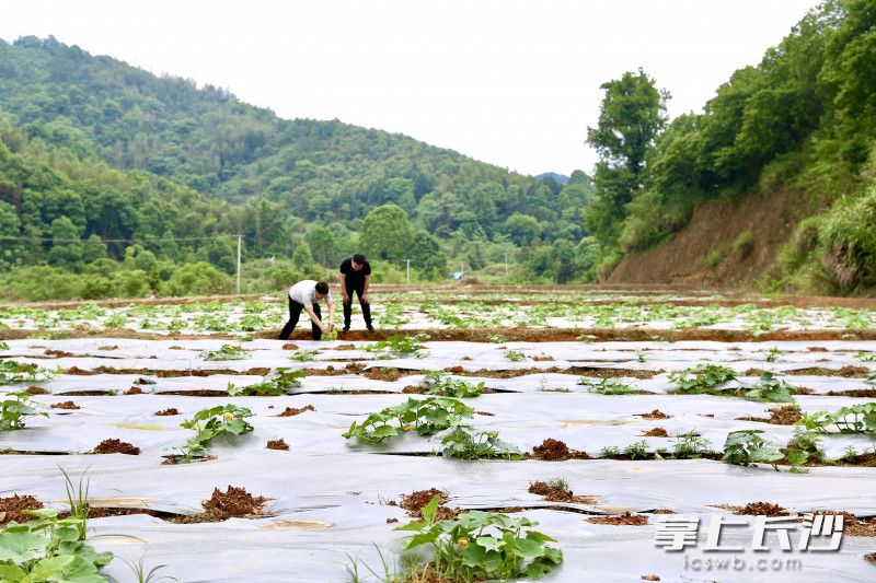 瀏陽沙市鎮(zhèn)桃源村，通過清理閑置宅基地復(fù)墾的一片土地上,，種上了蔬菜,。長沙晚報全媒體記者 顏開云 攝