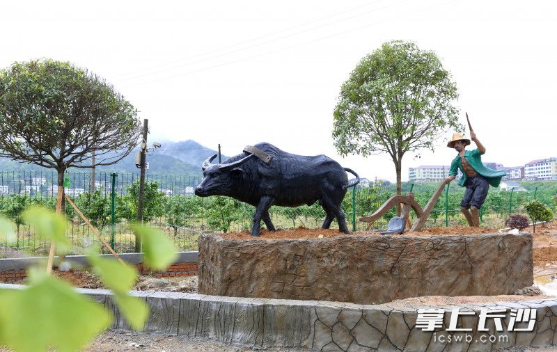 從去年起，蕉溪鎮(zhèn)啟動(dòng)“萬人植樹造綠,、共建美麗蕉溪”行動(dòng),。圖為田間春耕雕塑。長沙晚報(bào)全媒體記者 顏開云 攝