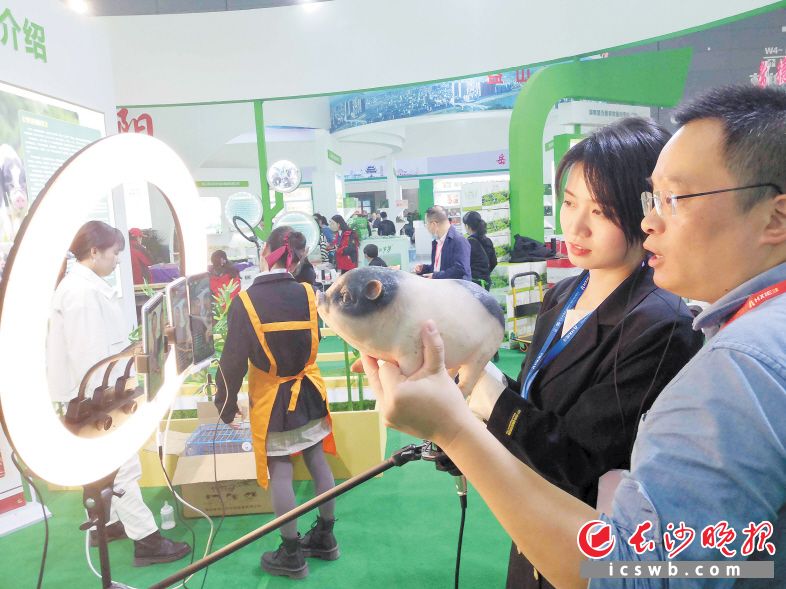 各種展會(huì)通過直播團(tuán)隊(duì)帶動(dòng)銷售。圖為2020年農(nóng)博會(huì)上直播帶貨流沙河花豬,。長(zhǎng)沙晚報(bào)全媒體記者 賀文兵 攝