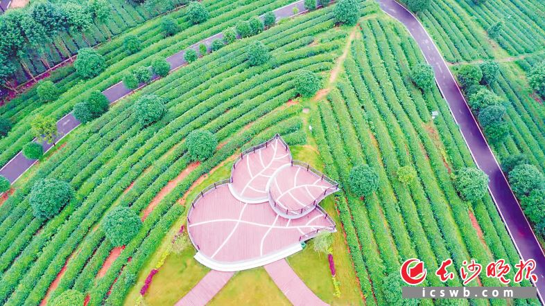 鳥瞰湘豐茶葉莊園飛躍基地,。資料圖片