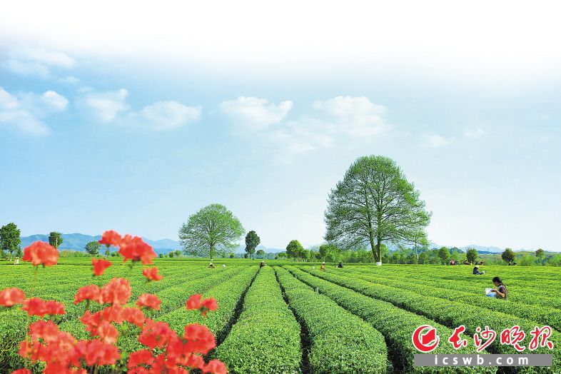 金井茶廠三棵樹茶園。章帝 攝