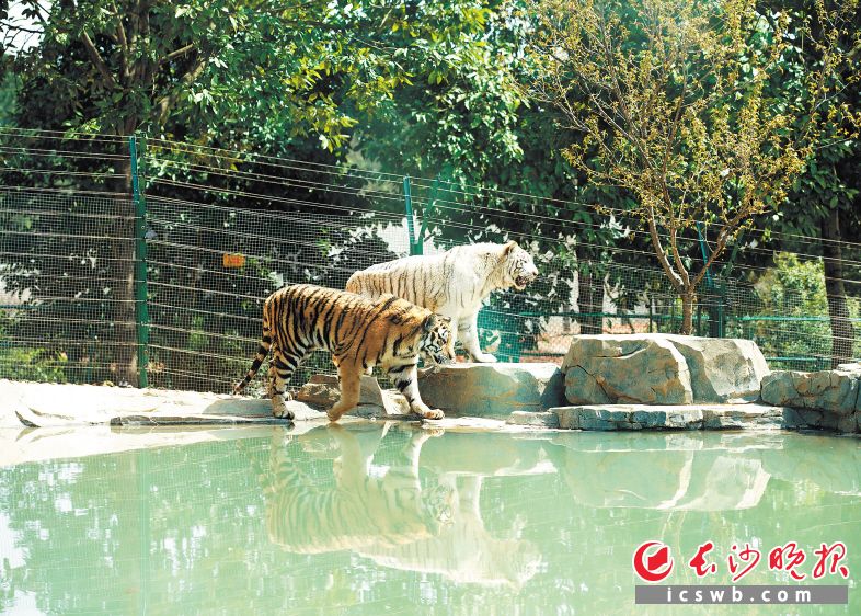 金井鎮(zhèn)三珍虎園,“山大王”們懶洋洋地曬著太陽,。 　　盛磊 攝
