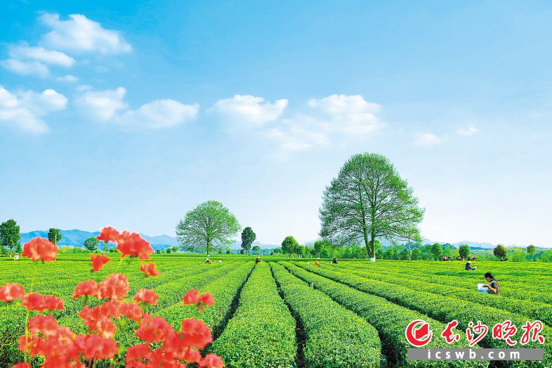 長沙縣金井鎮(zhèn)三棵樹茶園一片翠綠,，前來體驗采茶樂趣的游客絡(luò)繹不絕,。長沙晚報通訊員 章帝 攝