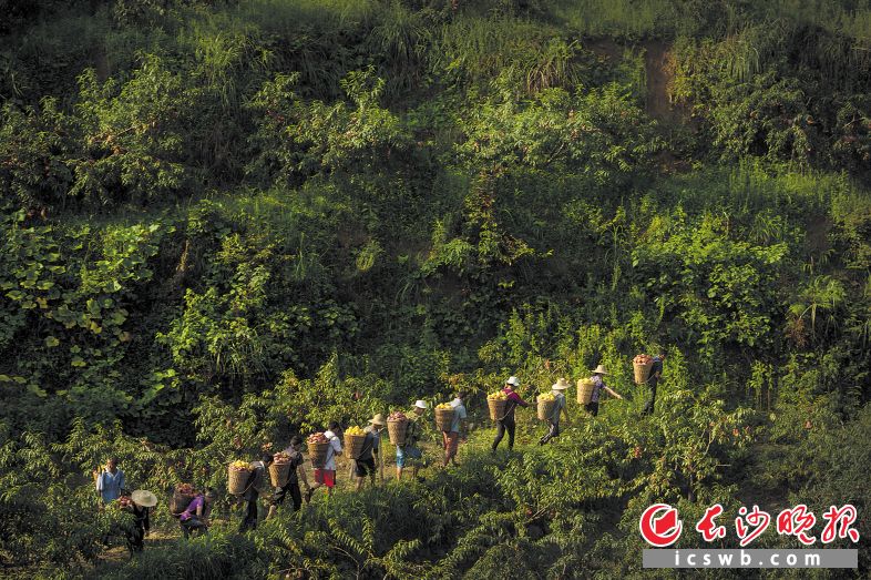 清晨，龍山縣洗車河鎮(zhèn)三個堡村的農(nóng)戶們從黃桃基地摘下滿筐金黃的桃子,。除了土地入股分紅之外,，合作社按每天100元給他們開工資。