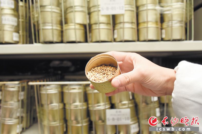 一粒種子,，改變世界，乘創(chuàng)新之風(fēng),，“中國種業(yè)硅谷”正揚(yáng)帆遠(yuǎn)航,。 胡宣供圖