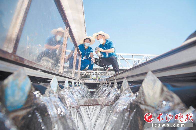 8月31日上午,，銀盆嶺水廠當(dāng)天的值班長馬益光正在和同事在沉淀池進(jìn)行水樣采集。 均為長沙晚報全媒體記者 黃啟晴 攝