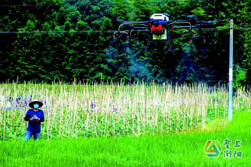 曾祥檢操作無人機(jī)在稻田上空噴灑藥劑。羅文瀏攝