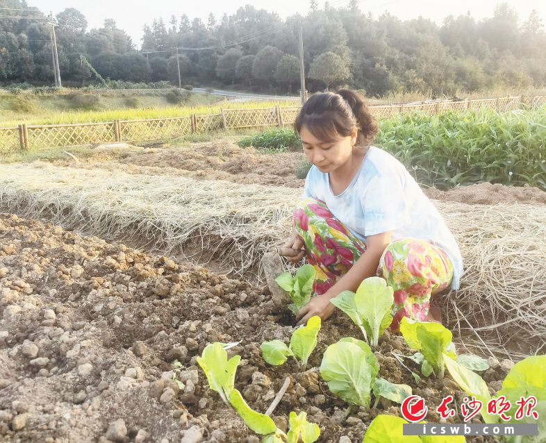 5日清早，吳宇便開始下地種菜了,?；剜l(xiāng)創(chuàng)業(yè)多年，如今她創(chuàng)辦的慢享農莊已發(fā)展會員200多人,。長沙晚報通訊員 梁煥鑫 攝