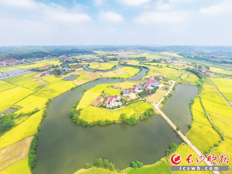 近年來,，長沙縣不遺余力推動中央各項強農(nóng)惠農(nóng)富農(nóng)政策落地生根,，牢固樹立糧食安全的紅線意識，堅定扛起產(chǎn)糧大縣重農(nóng)抓糧的政治責(zé)任,。章帝 攝