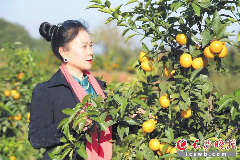 黃澄澄的橘子掛滿枝頭,，周慈英喜迎豐收,，她也迎來一年最忙的時(shí)候?！　￠L(zhǎng)沙晚報(bào)全媒體記者 錢娟 攝