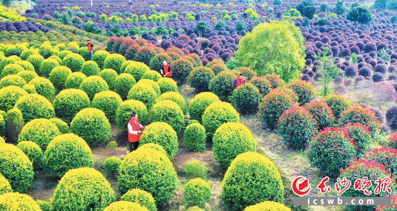 鎮(zhèn)頭鎮(zhèn)干口村黨員幫助村民打理紅檵木,，共奔致富路,。