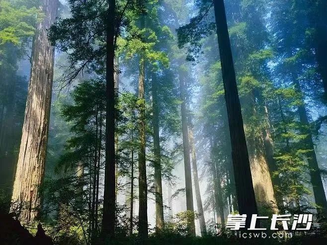 大圍山森林密茂,。