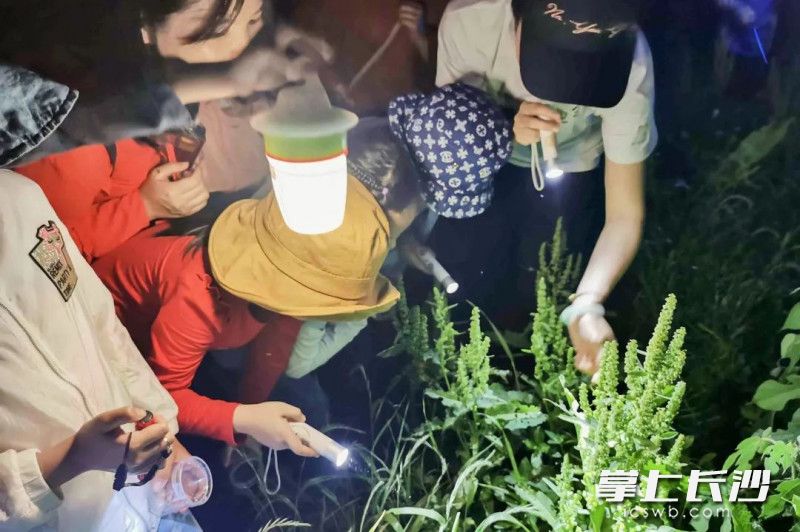 小朋友們找昆蟲