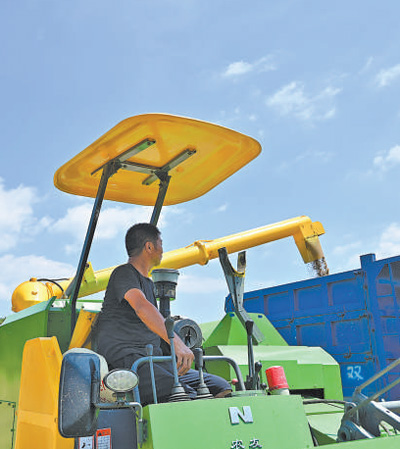 葛可為駕駛收割機(jī)將收獲的稻谷裝車,。