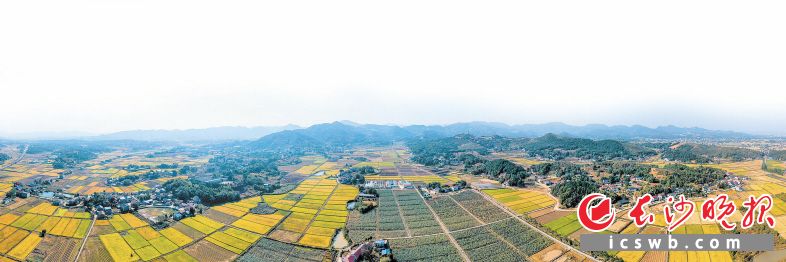 在寧鄉(xiāng)市橫市鎮(zhèn)界頭村,，無花果基地就像鑲嵌在金黃稻田里的一塊碧玉。本版圖片除署名外均為 陳飛 攝