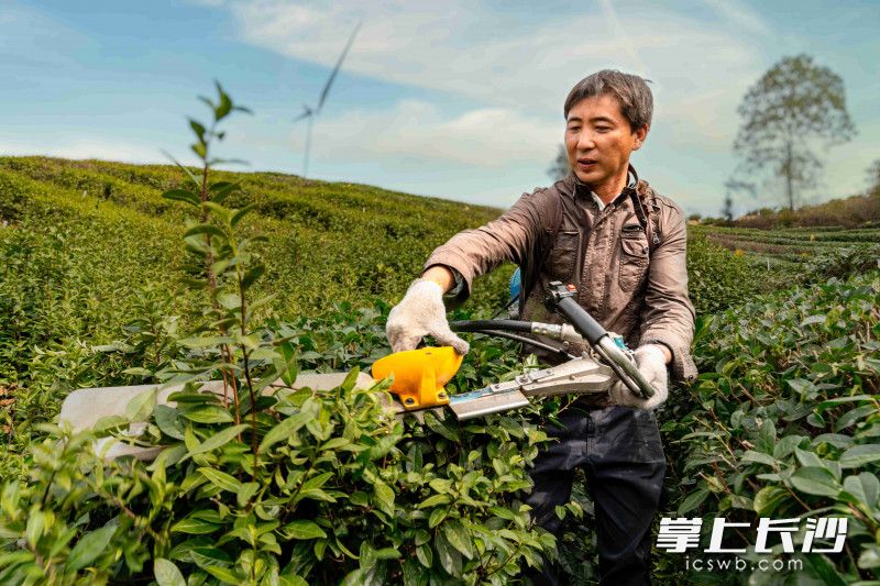 四豐茶園的管理員龍小山正在對茶樹進行修剪,。長沙晚報全媒體記者 陳飛 攝
