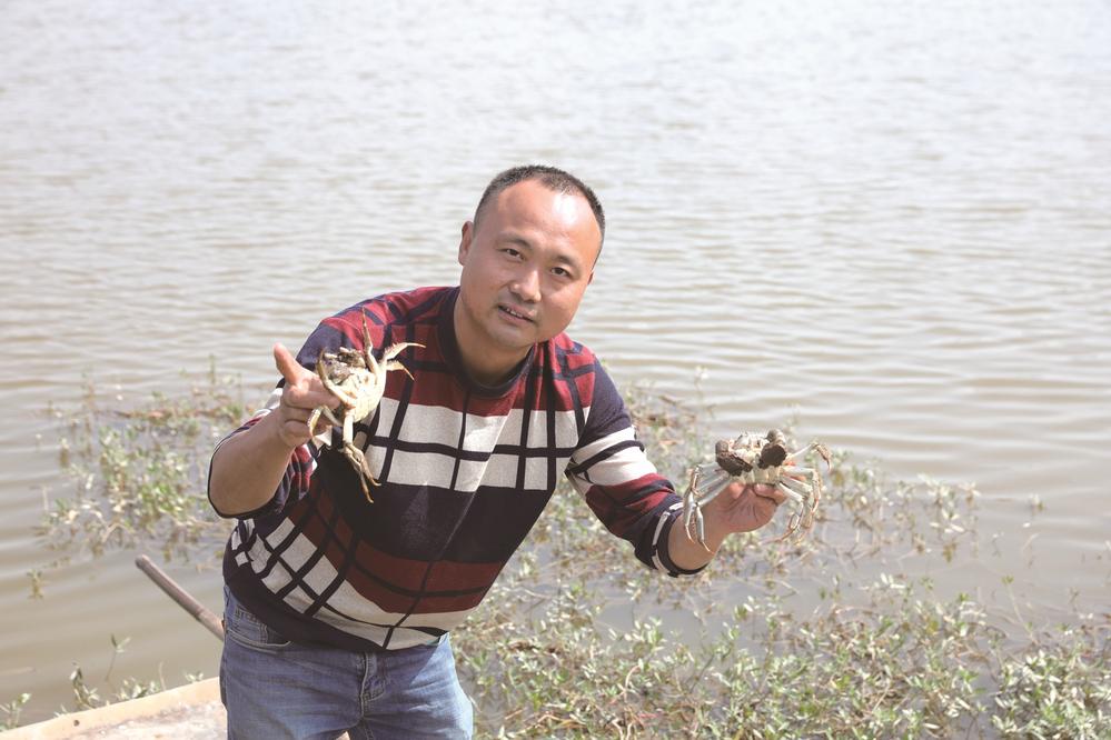 姜靈相和他所養(yǎng)殖的青陽湖大閘蟹。