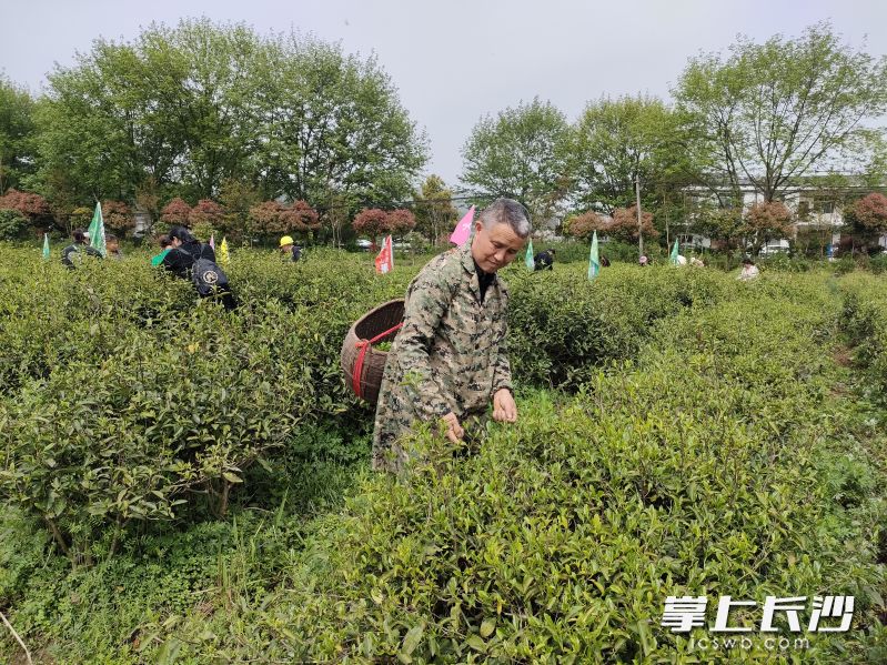 村民采茶,。均為長沙晚報(bào)掌上長沙全媒體記者 寧莎鷗 攝