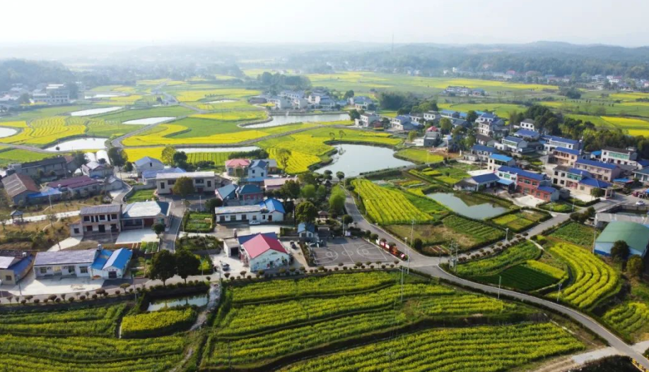 ▲油菜花圍著的陳家橋村，田園阡陌,，屋舍儼然,。