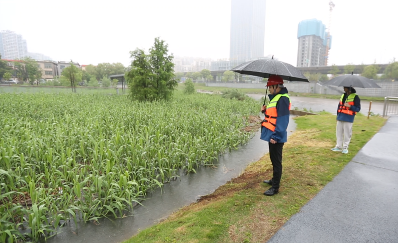 工作人員正冒雨檢查生態(tài)濾池的運(yùn)行情況。 