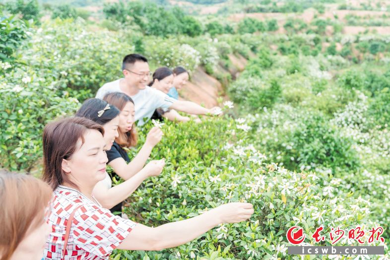 在喻家坳鄉(xiāng)梔子花種植基地,，游客們正興致勃勃地采摘鮮花。長沙晚報全媒體記者 陳飛 攝