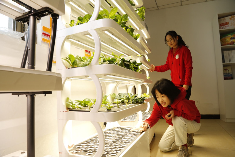 北京西樊各莊科技小院的學(xué)生在查看園藝種植機器中植物生長情況（受訪學(xué)生供圖）