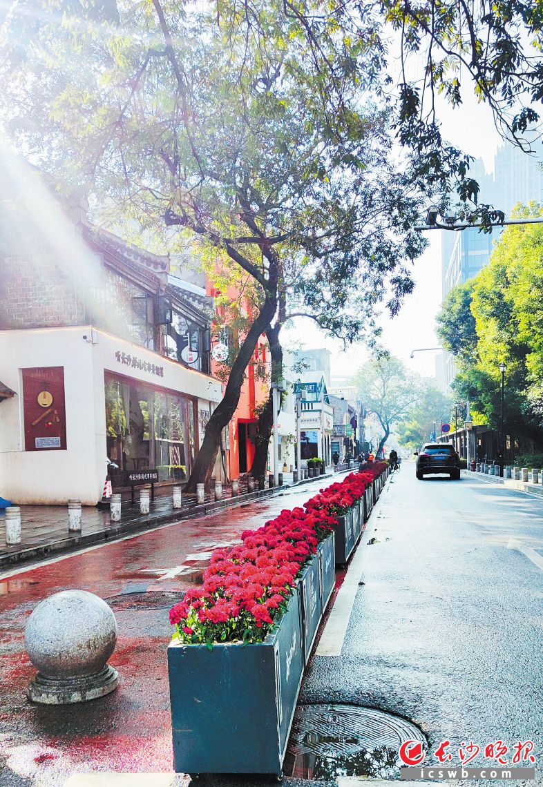 　　西長街隔離墩變成美麗的花墻,。 長沙晚報通訊員 胡婷麗 供圖