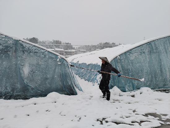 龍?zhí)镦?zhèn)橫嶺村組織群眾清掃煙葉大棚積雪