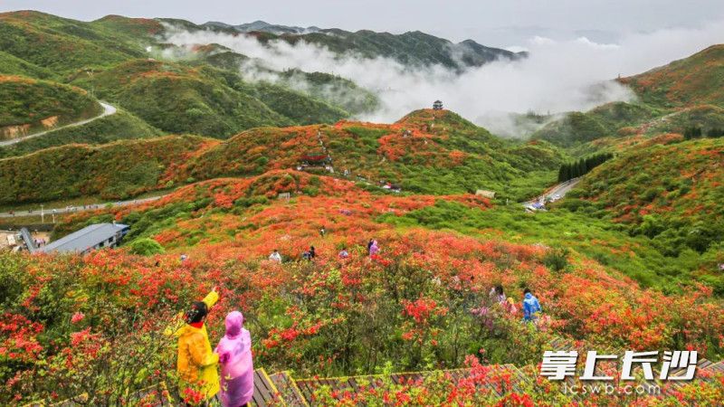 瀏陽大圍山數(shù)萬畝野生高山杜鵑盛花期與五一假期完美相遇。  均為長沙晚報(bào)全媒體記者賀文兵,、通訊員潘敏攝