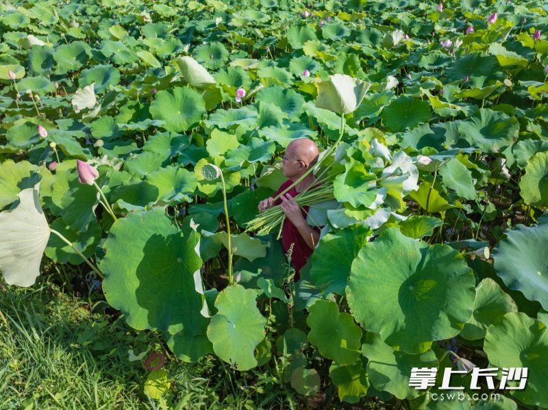 黃政亮在荷花基地采摘荷葉、蓮子,、蓮蓬及藕尖,。 均為 長(zhǎng)沙晚報(bào)全媒體記者 王志偉 通訊員 石亮 攝