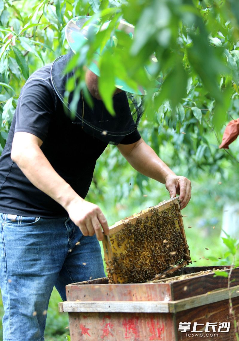 唐鈴探索通過(guò)直播帶貨賣(mài)蜂蜜和黃桃,。