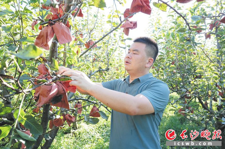 舒岳禮在檢查水果的生長情況,。均為長沙晚報(bào)全媒體記者 王珊琪 攝