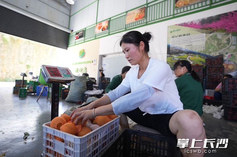 舒記果園為周邊農(nóng)戶提供了諸多就業(yè)崗位,。