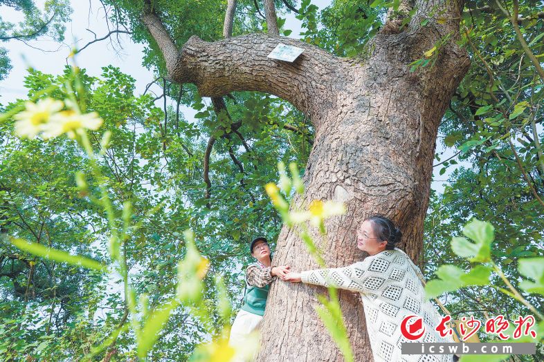 樹(shù)齡在100年以上的古樟樹(shù)要三個(gè)人手拉著手才剛好環(huán)抱住,。長(zhǎng)沙晚報(bào)全媒體記者 鄒麟 攝