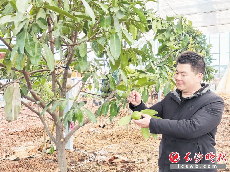 北緯28度水果大世界已引進(jìn)百余種新品種果樹,。圖為舒記果園負(fù)責(zé)人舒岳禮在觀察果樹生長情況,。 朱華 攝