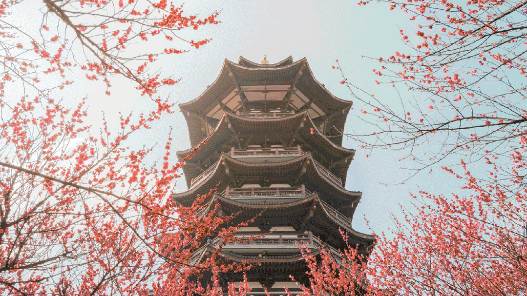 春日長沙花,。楊濤 攝