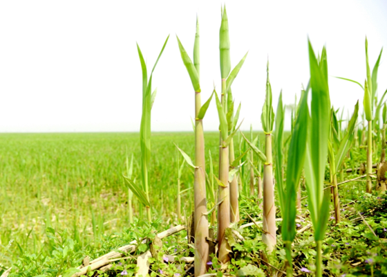 Yuanjiang Asparagus.