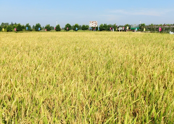 Datong Lake Rice.