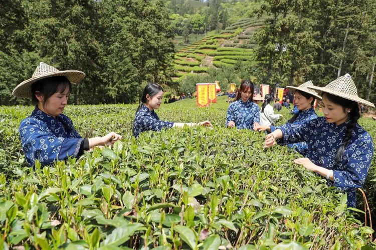 2025年4月13日，福建武夷山市星村鎮(zhèn)朝陽村茶農在生態(tài)茶園展示采茶,。新華社發(fā)（邱汝泉攝）