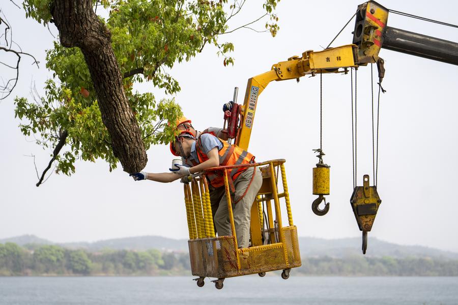 Wu Lei (front), a specialist in ancient tree conservation, seals exposed cuts of an ancient tree with a wound-healing paste in Xinyuan Village of Hengshan County, Hengyang City, central China's Hunan Province, March 27, 2025. (Xinhua/Chen Sihan)
