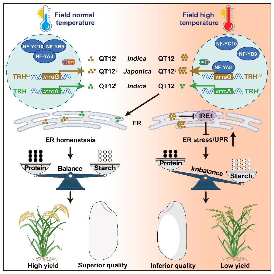 This illustration shows the mechanism of QT12 interacting with the protein complex NF-Y to alter heat-tolerance of rice. (Huazhong Agricultural University/Handout via Xinhua)